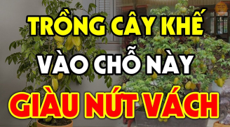 Tại sao chuyên gia phong thủy nói năm 2025 rất thích hợp trồng cây Khế?