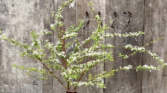 Cách cắm cành tuyết mai nở đều,  đẹp và giữ được lâu