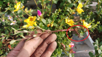 Loại hoa cứ cắm cành xuống đất là bén rễ, hoa nở bung thành chùm