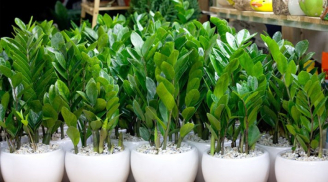 3 loại cây mang đến tiền tài, phú quý và tài lộc