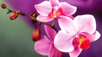 7 loại hoa không nên chưng trên bàn thờ Tết