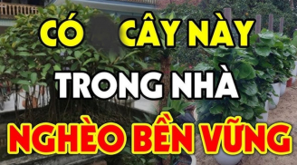 Ông bà căn dặn: 'Đừng mang cây ác vào nhà, cây càng xanh người càng suy', là cây gì?