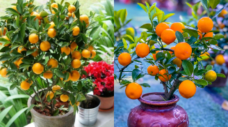 Vị trí đặt cây quất ở đó để năm mới đắc Tài đắc Lộc, tiền vào như nước