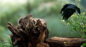 Người già dẫu thân thiết với con cái đến đâu cũng đừng quên định luật con quạ