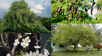 Tổ tiên dặn: Trồng cây âm trước cửa gia đình giàu có cũng lụi, con cháu khó thành công. Cây âm là gì?