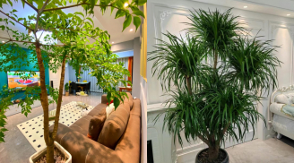 Trồng 3 loại cây này trong phòng khách giúp gia chủ ‘giữ tiền’, vận may ‘gõ cửa’ cả năm