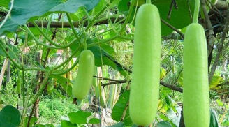 10 loại rau sạch ít bị nuôi hóa chất, thuốc trừ sâu: An tâm thưởng thức, đi chợ nhìn thấy đừng bỏ qua