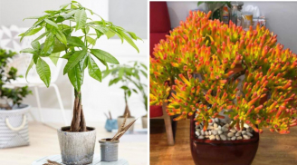 Các cụ dặn, 'Phòng khách có bốn cây, mười nhà thì chín nhà giàu': Nhà nào chưa có nên trồng ngay