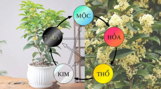 Loài cây hợp cả 5 mệnh, trồng trước nhà con cháu hưởng phước, giàu có 3 đời