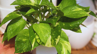 Người mệnh nào thích hợp trồng cây Trầu Bà nhất?