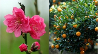 Tết Nguyên Đán đặt 6 cây cảnh này trong nhà, Thần Tài ghé thăm mang phú quý đến cho gia chủ