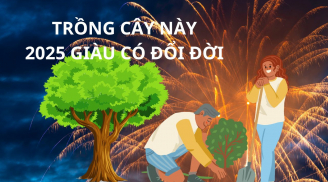 Đầu năm Ất Tỵ trồng 3 cây này vừa dễ trồng lại tốt phong thủy giàu có vận may cuối năm vàng vào nhà