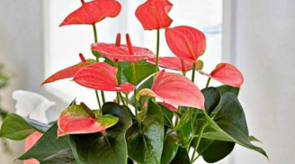 Đặt 3 loại hoa này lên bàn thờ Thần Tài, cả năm giàu sang, sung túc, phúc lộc đầy nhà