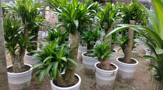 Đầu năm mới, trồng 5 loại cây cảnh này để “hút” tài lộc