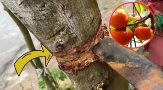 Các cụ dặn: 'Nghèo mấy cũng đừng chặt 3 cây này, con cháu về sau hưởng đại phúc'