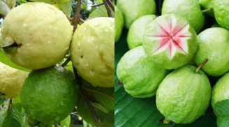 Tiết lộ loại quả 'lạ mà quen', xưa rẻ như bèo nay được 'săn lùng' vì lợi ích bất ngờ