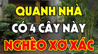 Đừng mang cây ác vào nhà, cây càng xanh người càng suy, cây ác là cây nào?