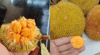 Loại quả xưa rụng đầy gốc, nay 'lên đời' thành đặc sản 'vạn người mê', tốt cho sức khoẻ