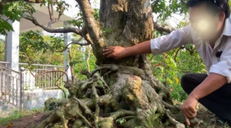 Nhà có cây khế mọc đúng chỗ này thì chặt đi ngay, cây càng xanh tốt người các lụi tàn