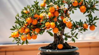 Mẹo hay ho sau Tết: Biến 5 loại hoa bỏ đi thành ‘bảo bối’ cho mùa hoa Tết tới