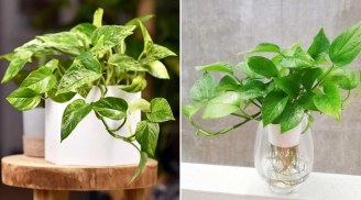 Người thuộc 3 mệnh này hợp trồng cây trầu bà, đặt trong nhà tài lộc vượng phát