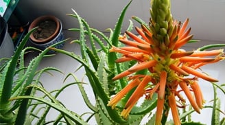 Nhà có 4 loại cây này nở hoa, sẽ đổi vận, từ xui xẻo sang may mắn, nhiều tài lộc