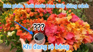Loại nước cây hoa giấy thích nhất, tước 1 cốc thôi hoa nở bung rực rỡ