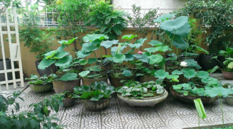 Trồng 3 cây hoa này trước cửa nhà để thu hút tài lộc và may mắn