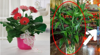 5 loại cây trồng thủy sinh đặt lên bàn thờ Tiền Tài chảy vào nhà không ngừng: Nghe tên cũng thấy tiền