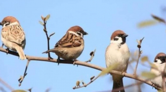 Các cụ dặn dò: 'Hai con chim bay vào cửa, dù không giàu cũng vẫn vui', đó là chim gì?