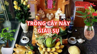 Đón vía Thần tài nhớ trồng cây cảnh này ở ban thờ giúp gia chủ phát tài, tiền như lũ vàng vào đầy két