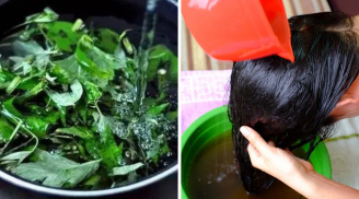 Lấy nắm lá này đun nước gội đầu mỗi tuần, tóc bóng mượt, giảm gàu, giảm rụng
