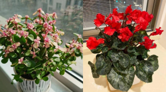 3 loại hoa 'đẻ ra vàng', dù nghèo đến mấy cũng nên trồng 1 chậu, cuộc sống thuận lợi, nở hoa là điềm lành