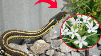 6 loại cây mọc quanh nhà rắn 'mê như điếu đổ', nhổ bỏ ngay đừng tiếc