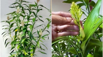 Ông bà ta bảo: 'Trong nhà có 1 cây nở hoa, gia chủ như vớ được vàng', là cây gì?