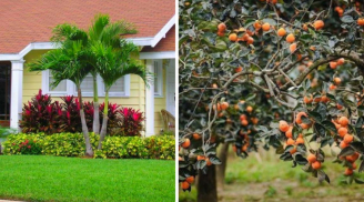 Tổ tiên dặn, 4 loại cây mà dù nghèo đến mấy cũng đừng chặt bỏ: Con cháu 3 đời vẫn được hưởng phúc