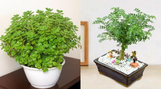 3 loại cây cảnh 'nhỏ mà có võ', vừa lọc không khí, diệt khuẩn, khử mùi, lại cực dễ trồng trong nhà