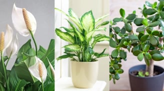 5 loại cây may mắn như nam châm hút tiền giúp gia chủ 3 đời giàu sang, nghèo đến mấy trồng là phát tài