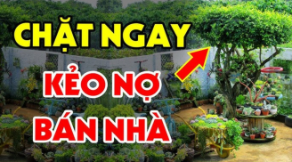 Trong nhà 3 loại cây càng xanh tươi sức khỏe càng hao hụt, tài lộc suy kiệt: Không biết bảo sao bạn nghèo mãi