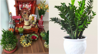 5 loại cây trồng thủy sinh đặt lên bàn thờ giàu nứt vách: Nghe tên đã thấy giàu có