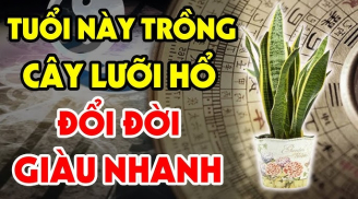 Ai thuộc 2 tuổi này trồng cây lưỡi hổ: Kinh doanh đắc tài chẳng thiếu tiền xài