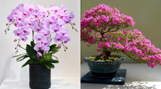 Đi chợ hoa sau Tết, đừng bỏ lỡ 4 loại hoa 'siêu hời' này: Vừa đẹp, vừa rẻ, lại còn tươi lâu