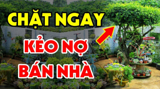 Tổ Tiên nói: 'Trước nhà trồng 5 cây âm, tiền bao nhiêu cũng mất sạch', 5 cây đó là gì?