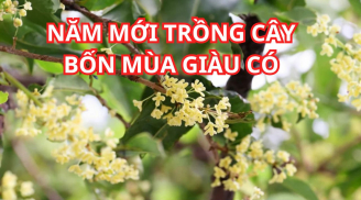 Loại cây cho ra tiền thật hợp cả 5 mệnh, ai cũng có thể trồng cây này để thu hút giàu có thịnh vượng