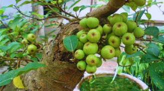 Người mệnh nào hợp trồng cây Sung nhất?