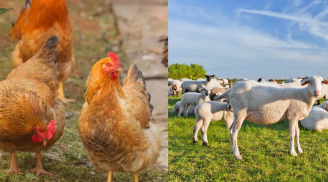 Người xưa dặn kĩ: Đừng nuôi gà khi nghèo và đừng nuôi cừu lúc giàu, vì sao?