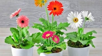 3 loại hoa 'đẻ ra vàng', trồng trong nhà gia chủ ăn nên làm ra, vàng bạc đầy nhà