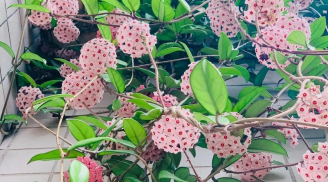 Nhà giàu thích trồng 3 cây cảnh này, tươi đẹp, sang chảnh, cải thiện hạnh phúc, tài lộc của gia đình