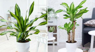 Vị trí trồng cây Thiết Mộc Lan hợp phong thủy, hút tài lộc vào nhà