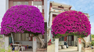 Loại nước tưới giúp hoa giấy ra nhiều hoa hơn lá, tưới 3 lần là hoa nở rực rỡ